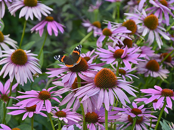 Plantas de flor: nctar y mucho color para las mariposas  (1 parte) 